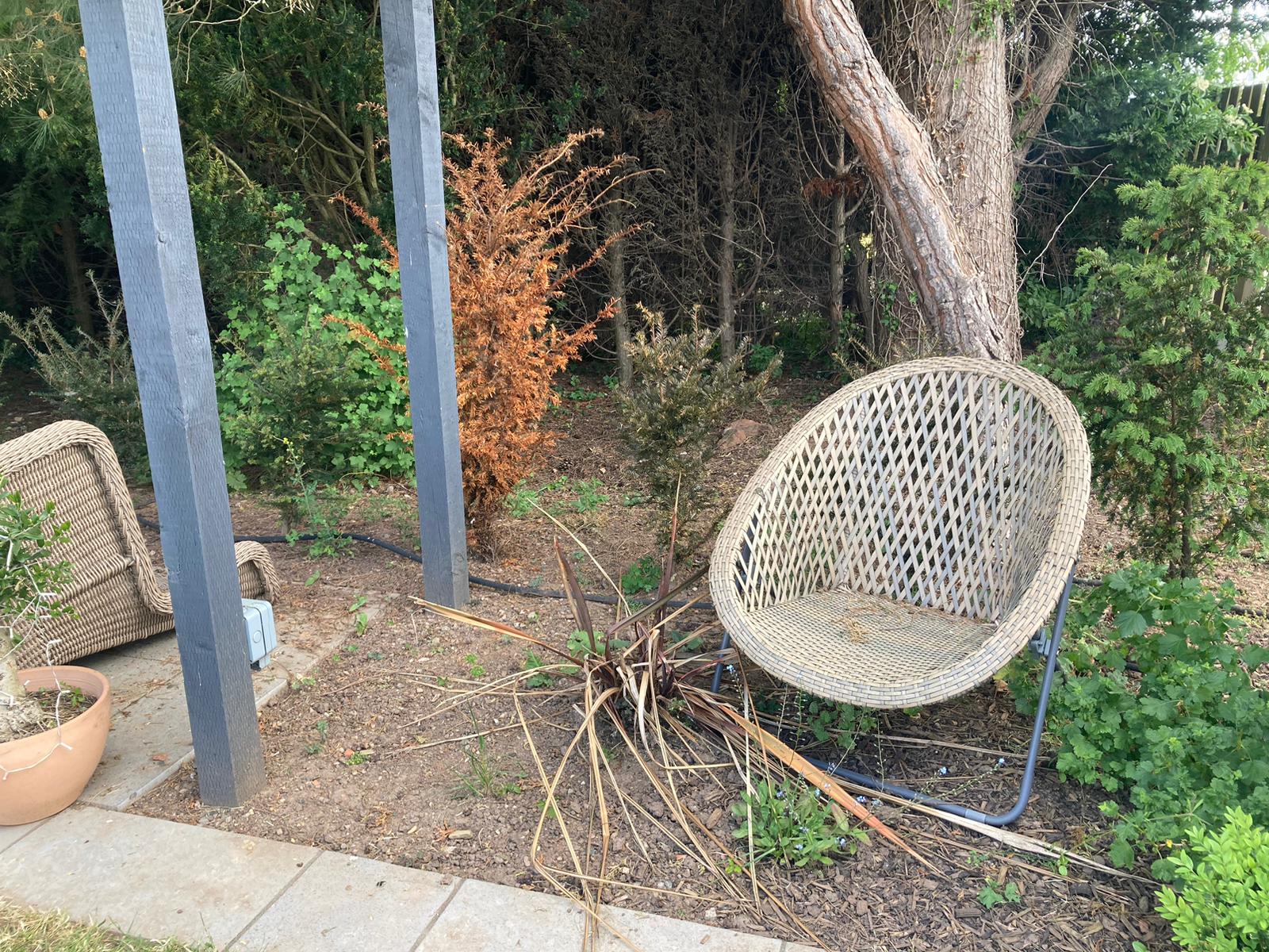 Pergola before maintenance - dead plants